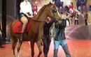 Yến Trang cưỡi ngựa trên sân khấu "Bước nhảy hoàn vũ"